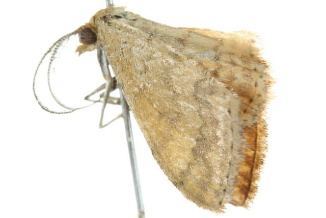 Image of Scopula rubraria Doubleday 1843