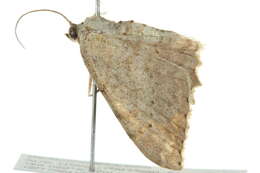 Image of <i>Luxiaria ochrophara</i>