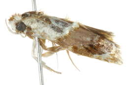 Image of <i>Piloprepes gelidella</i>