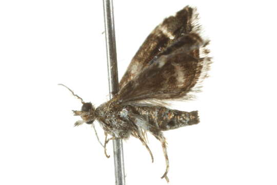 Image of <i>Tebenna micalis</i>