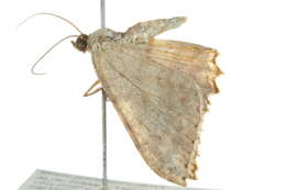 Image of <i>Luxiaria ochrophara</i>