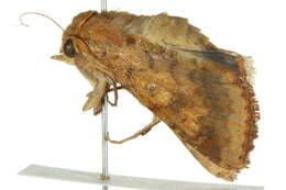 Image of cotton bollworm