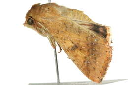 Image of cotton bollworm