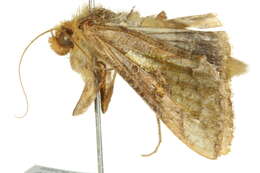 Plancia ëd Thysanoplusia orichalcea Fabricius 1775