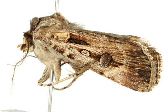 Image of Agrotis munda Walker 1856