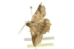 Image of Amphiongia chordophoides Lucas 1892