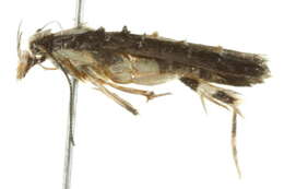 Image of Leptozestis