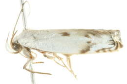 Image of Plectophila discalis Walker 1865