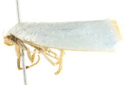 Image of Xylorycta luteotactella Walker 1864