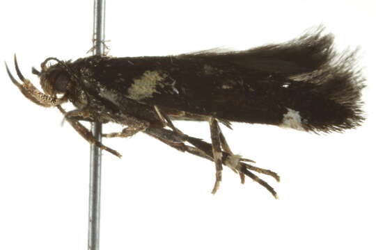 Image of Macrobathra alternatella Walker 1864