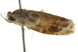 Image of <i>Piloprepes gelidella</i>