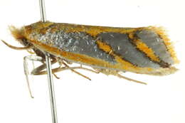 Image of Thudaca obliquella Walker 1864