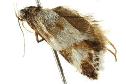 Image of <i>Isomoralla geophyrota</i>