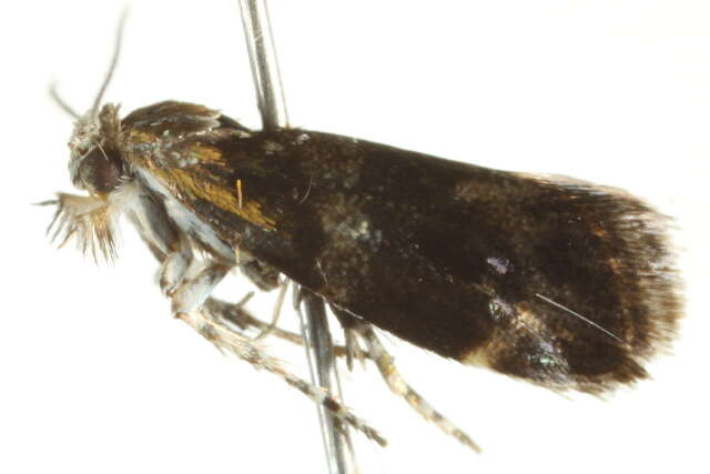 Image of <i>Tebenna micalis</i>