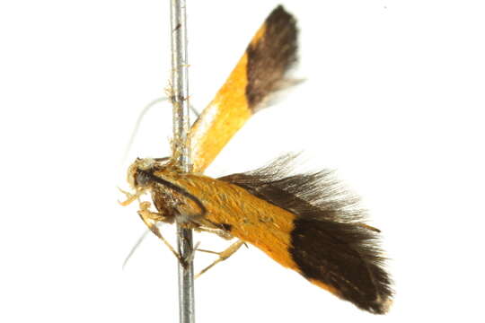 Image of Crocanthes micradelpha Lower 1897