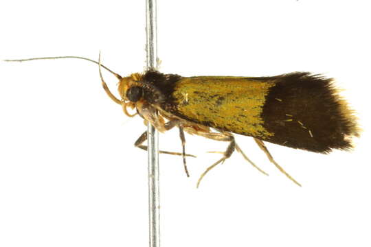 Plancia ëd <i>Epithymema chrysocolla</i>