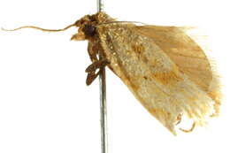 Image of Merophyas divulsana Walker 1863
