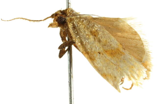Image of Merophyas divulsana Walker 1863