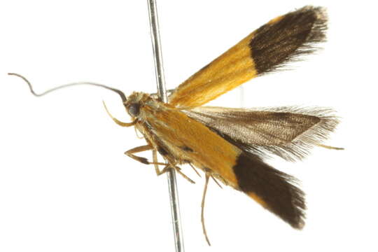 Image of Crocanthes micradelpha Lower 1897