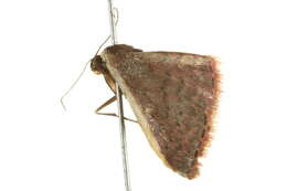 Image of Idaea