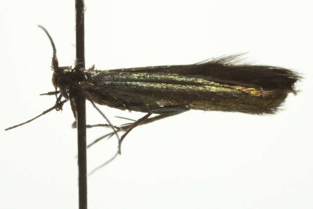 Image of <i>Coleophora alcyonipennella</i>