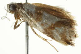 Image of <i>Isomoralla geophyrota</i>