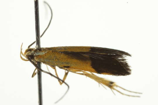 Image of Crocanthes micradelpha Lower 1897