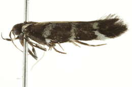 Image of Macrobathra anacampta Meyrick 1914