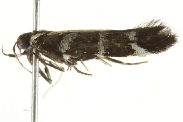 Image of Macrobathra anacampta Meyrick 1914