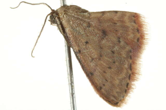 Image of Idaea