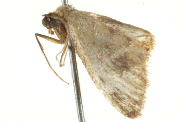 Image of Idaea