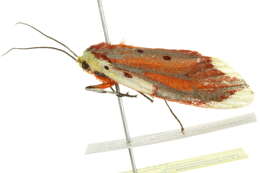 Image of <i>Lactura sapotearum</i>