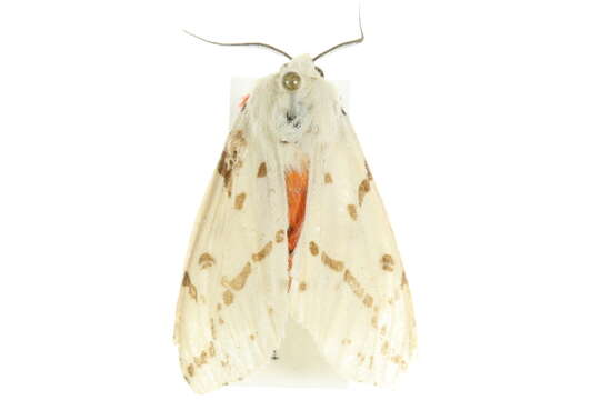 Image of Spilosoma canescens Butler 1875