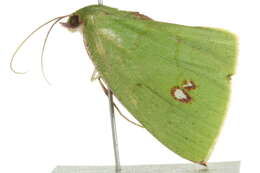 Image of Oenochlora imperialis Warren 1896