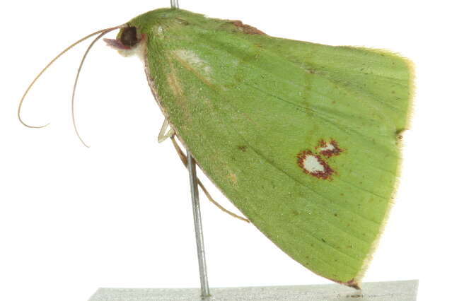 Image of Oenochlora imperialis Warren 1896