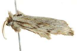 Image of Ecnomodes sagittaria Lucas 1899