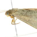 Image of <i>Heliocheilus moribunda</i>