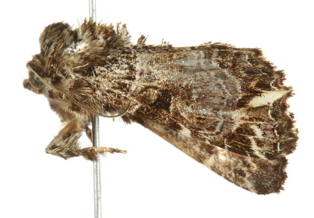 Image de Callopistria rivularis Walker 1857