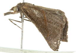 Image of <i>Hypena masurialis</i>