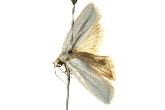 Image of Xylorycta argentella Walker 1864