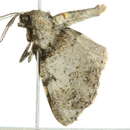 Image of <i>Syneora adelphodes</i>