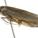 Image of <i>Philobota embologramma</i>