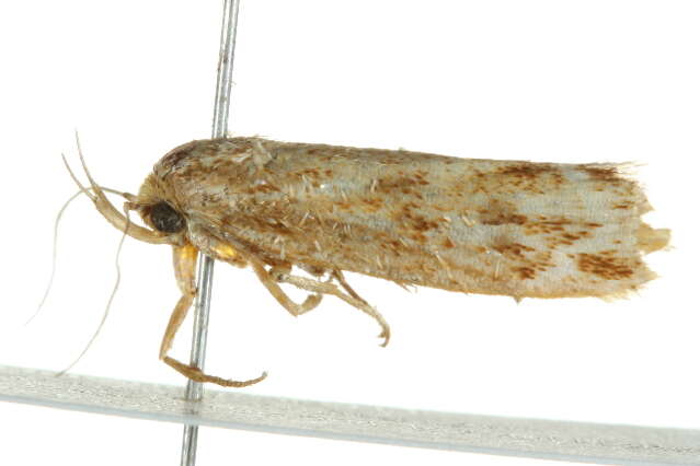 Image of <i>Zauclophora procellosa</i>