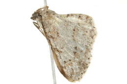 Image of Didymoctenia