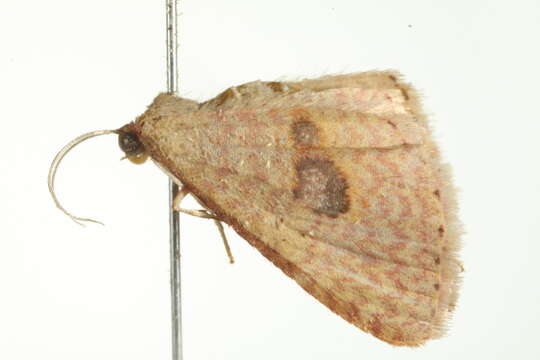 Image of <i>Epicyme rubropunctaria</i>