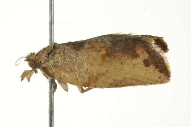 Image of Light brown apple moth