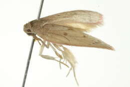 Image of <i>Prionocris complanula</i>