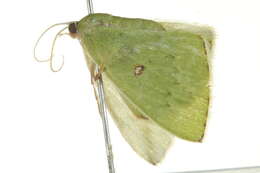 Image of Comostola leucomerata Walker 1866