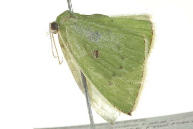 Image of Comostola leucomerata Walker 1866