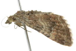 Image of <i>Mnesiloba eupitheciata</i>